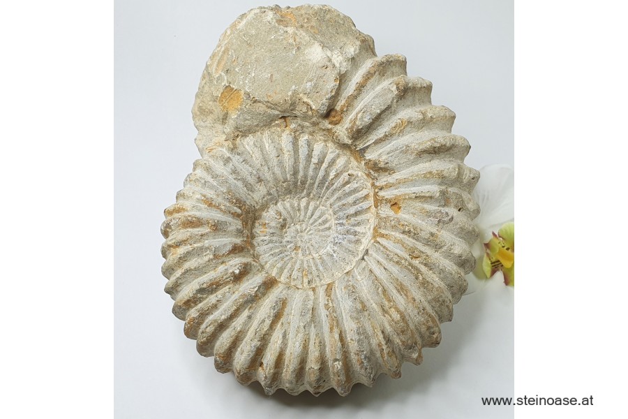 Ammonite versteinert 